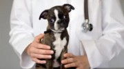 Rim Road Animal Hospital