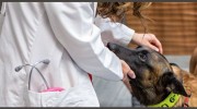 Care Animal Hospital Arlington Heights