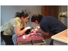 Veterinary Technicians Kristin and Abby Preparing a Patient for Surgery